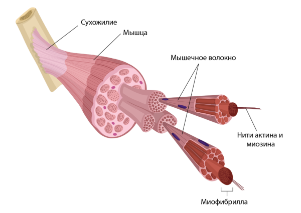 Строение скелетной мышцы
