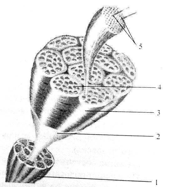 Пучок мышечных волокон строение