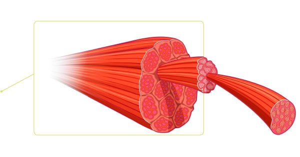 Микроскопическое строение мышц