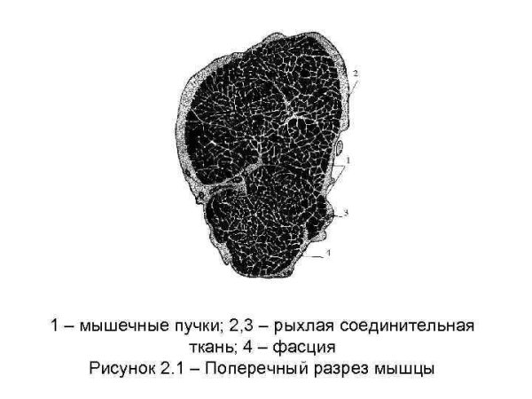 Строение строение мышечного пучка