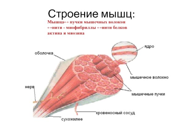Мышца в разрезе
