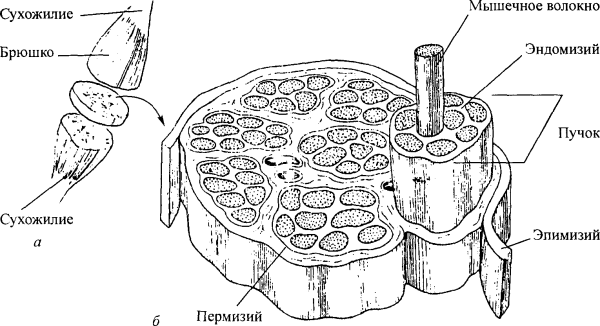 Мышцы предплечья референс