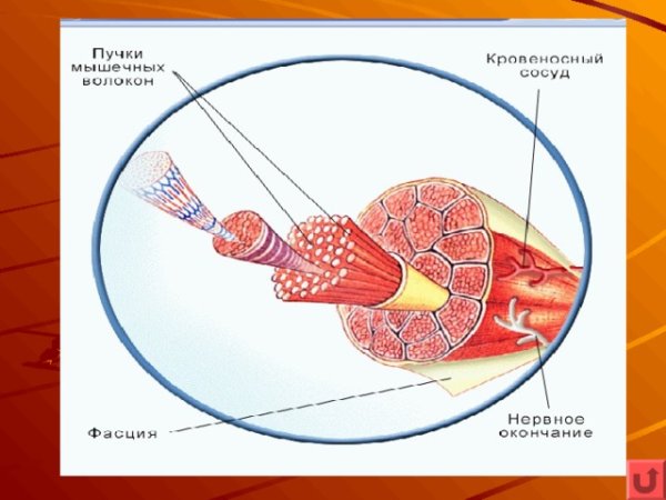 Трапециевидная мышца спины анатомия