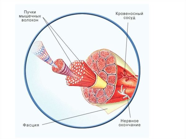 Пучок мышечных волокон скелетной мышцы мышечная ткань