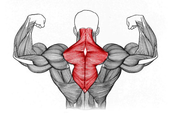 Передняя Дельта средняя Дельта задняя Дельта