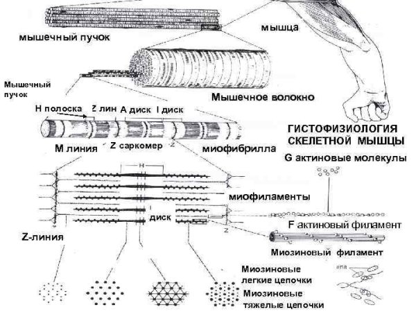 Схема строения мышечного волокна миофибрилла