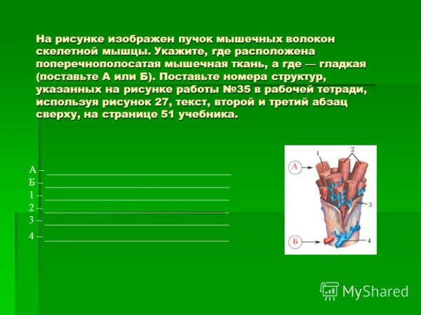 Скелет для рисования мышц