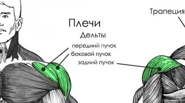 Строение мышцы человека 8 класс биология