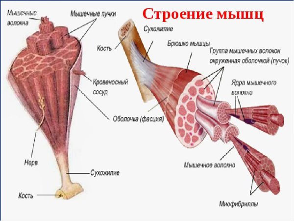 Трицепс анатомия мышц