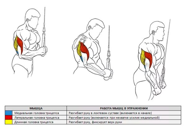 Макроскопическое строение мышц