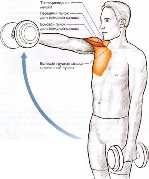 Строение поперечно полосатой мышцы рисунок