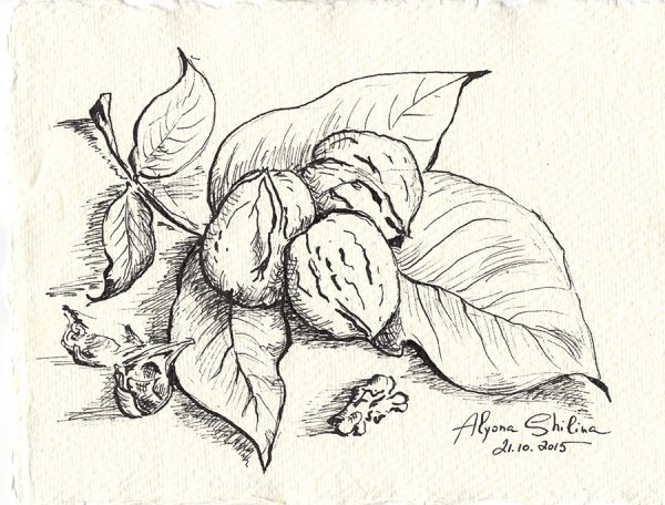 Перо Графика