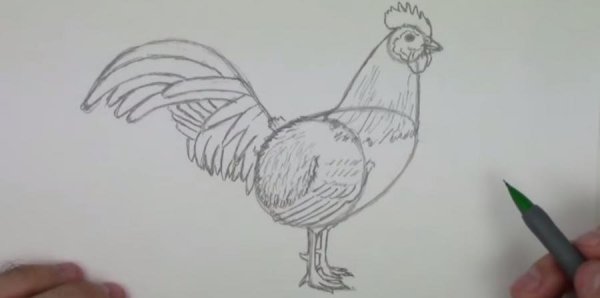 Нарисовать петуха карандашом поэтапно для начинающих детей