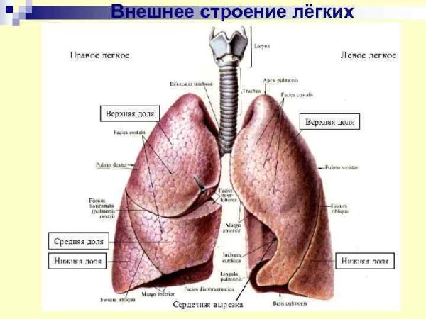 Легкое внешнее строение анатомия