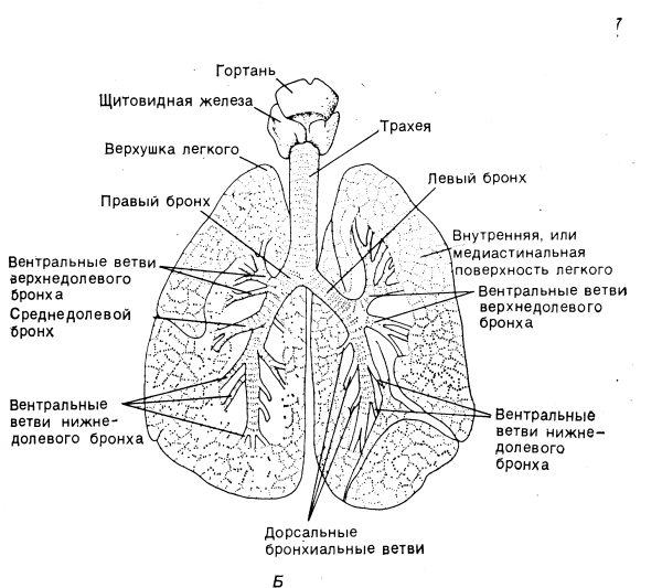 Легкие анатомия человека строение