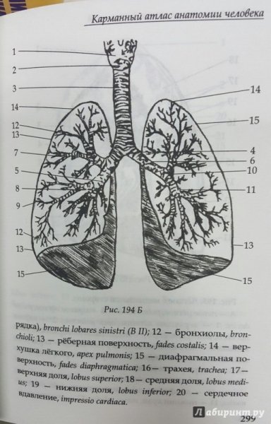 Анатомический атлас легкие