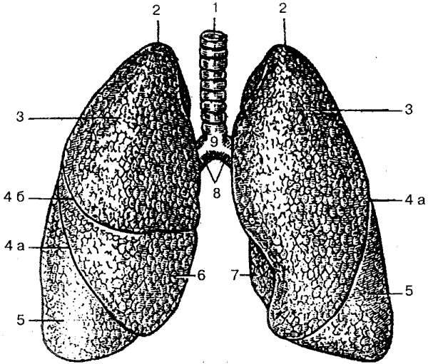 Трахея главные бронхи и легкие