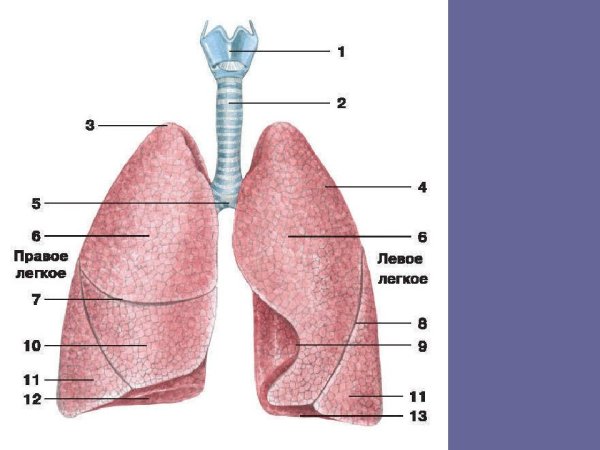 Строение легкого человека