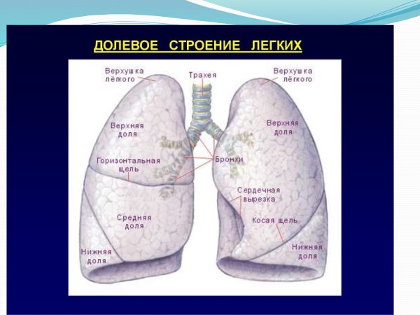 Легкое строение анатомия