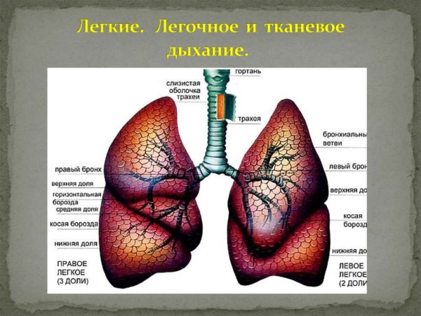Строение органов дыхания легкие