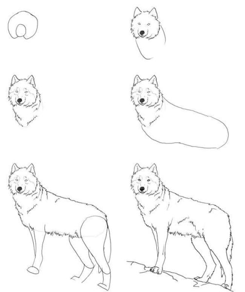 Как нарисовать волка