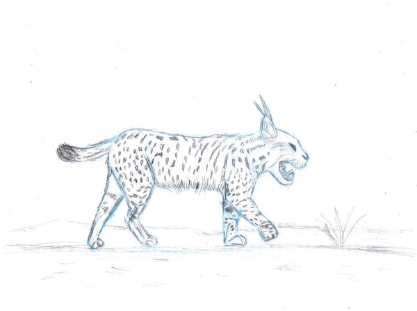 Рысь карандашом