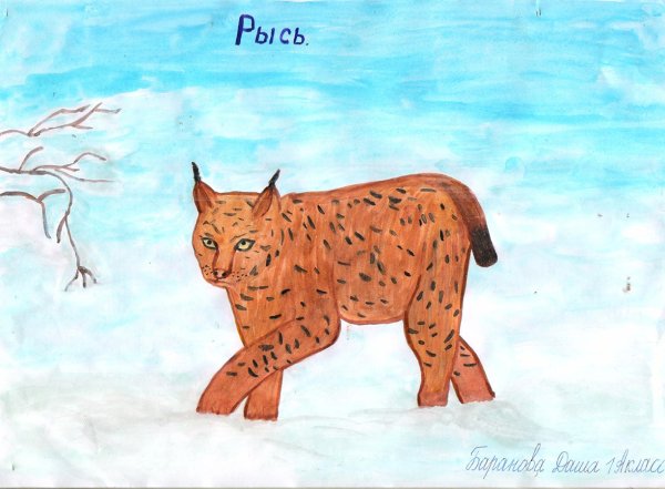 Рисунки животных красной книги