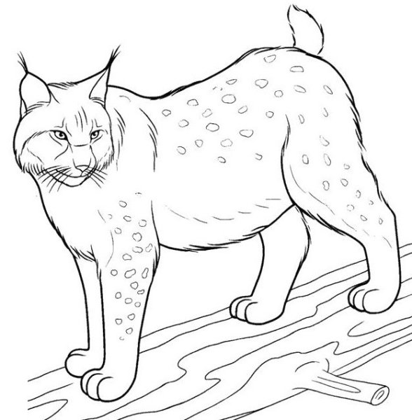 Рысь рисунок карандашом для детей легкий