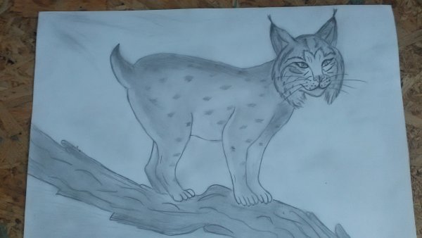 Рисование рыси для детей
