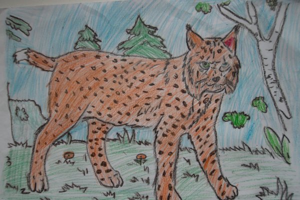 Рысь рисунок карандашом для срисовки