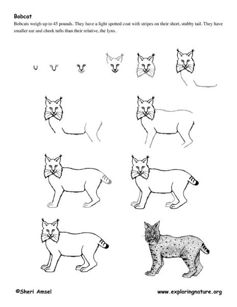 Рисование рыси для детей
