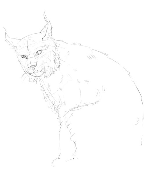 Рисование рыси для детей