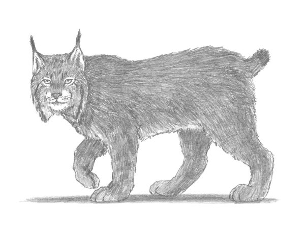 Рысь рисунок легкий для детей