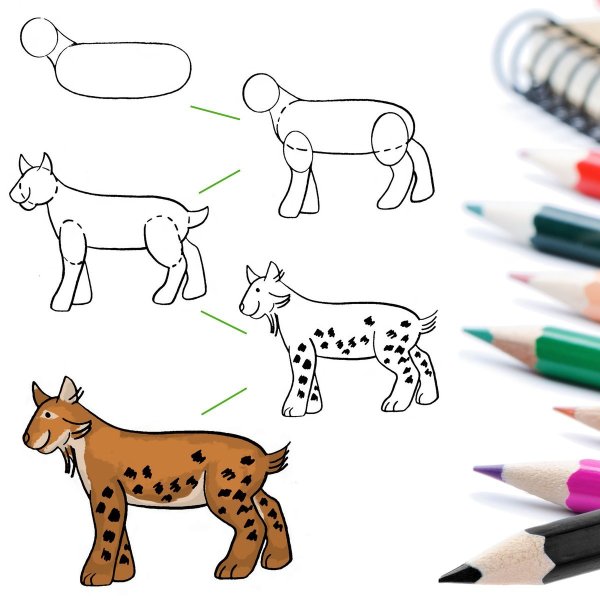 Морда рыси для рисования