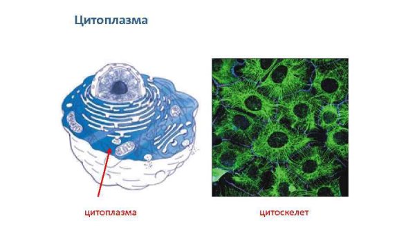 Цитоплазма цитозоль цитоскелет