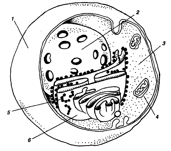 Клетка цитоплазма ядро схема