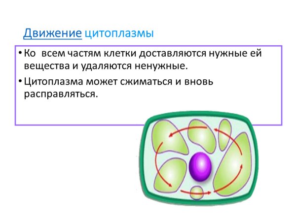 Строение цитоплазмы