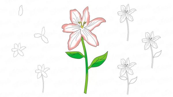 Поэтапное рисование лилии
