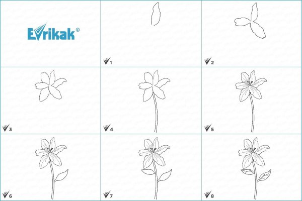 Поэтапное рисование лилии