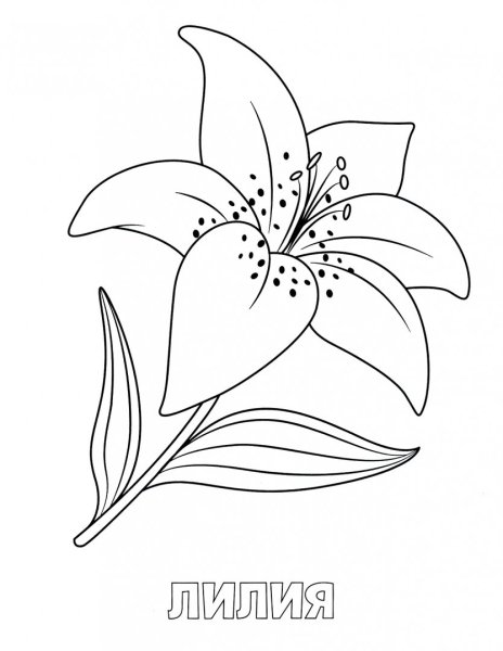 Лилия пенсильванская разукрашка
