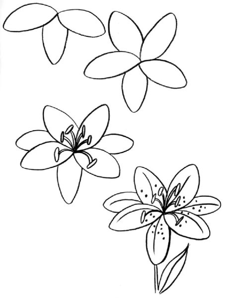 Поэтапное рисование лилии