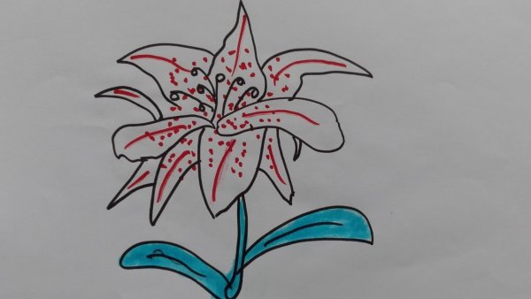 Лилия детский рисунок