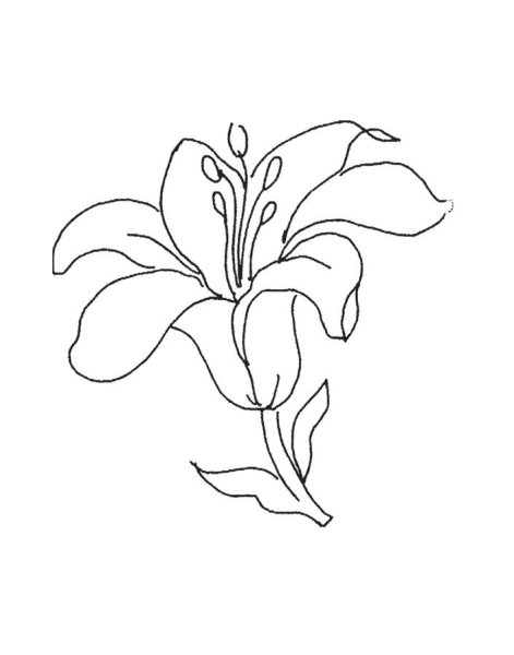 Лилия раскраска