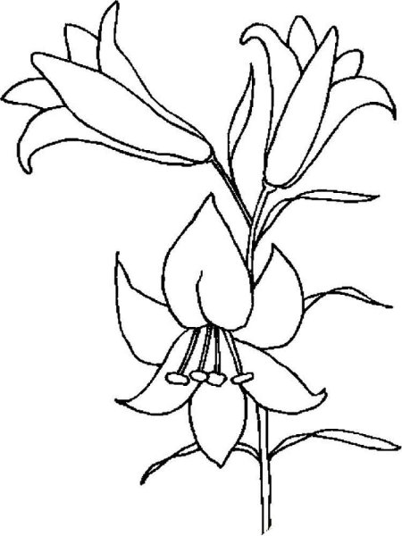 Раскраска цветы лилии