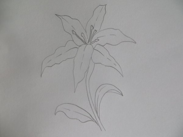 Лилия рисунок карандашом для начинающих