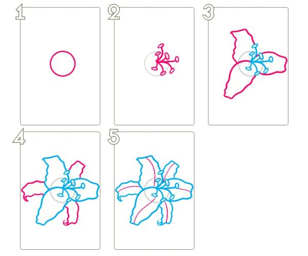 Лилия рисунок пошагово