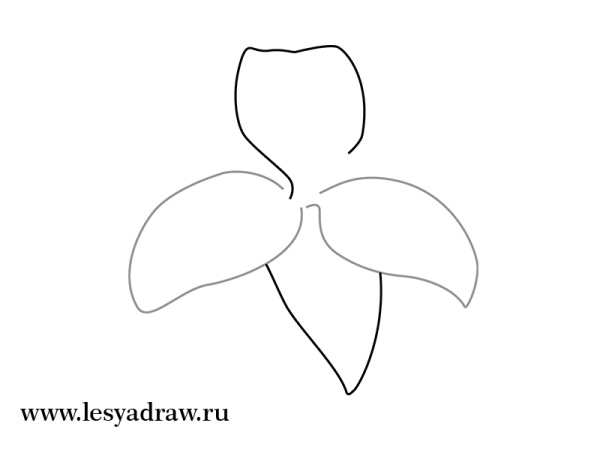 Лилия рисунок для детей поэтапно