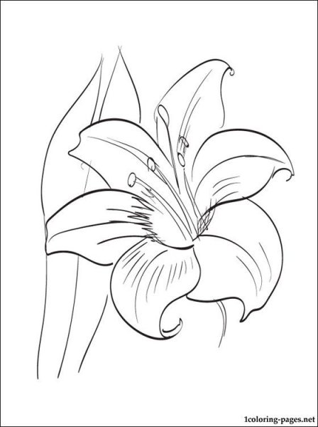 Лилия рисунок