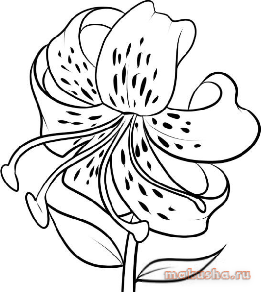 Лилия саранка черно белые