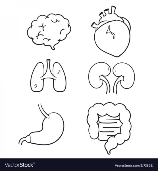 Трафарет внутренних органов
